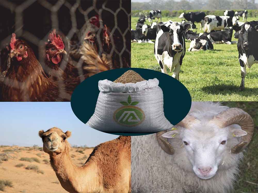 Feed and their Effect on the Growth of Livestock